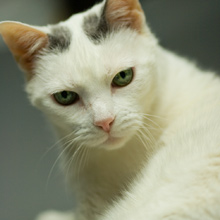 Simon the cat